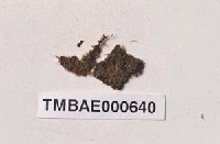 藏品(灰羽苔)的圖片